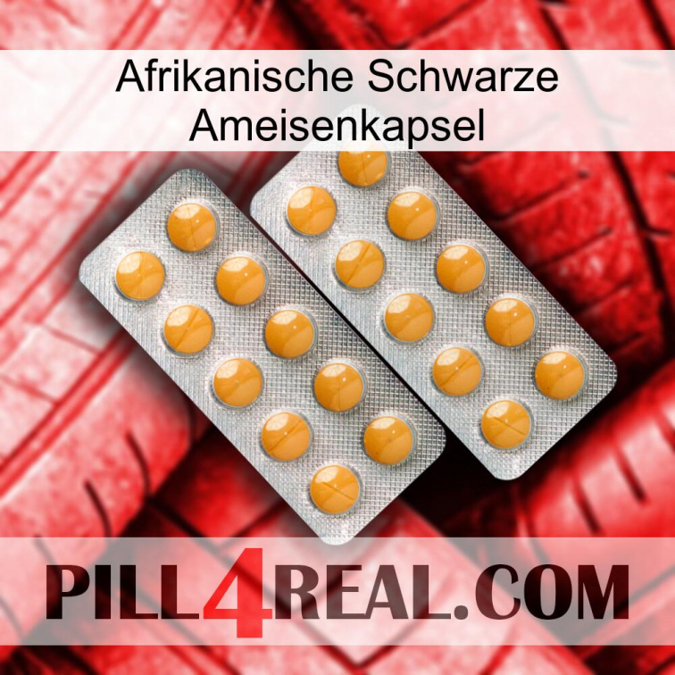 Africa Black Ant Capsule levitra2